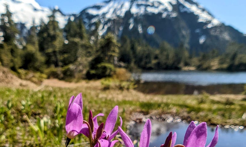 Pink wildflowers are backed by a pond and snow-capped mountains.