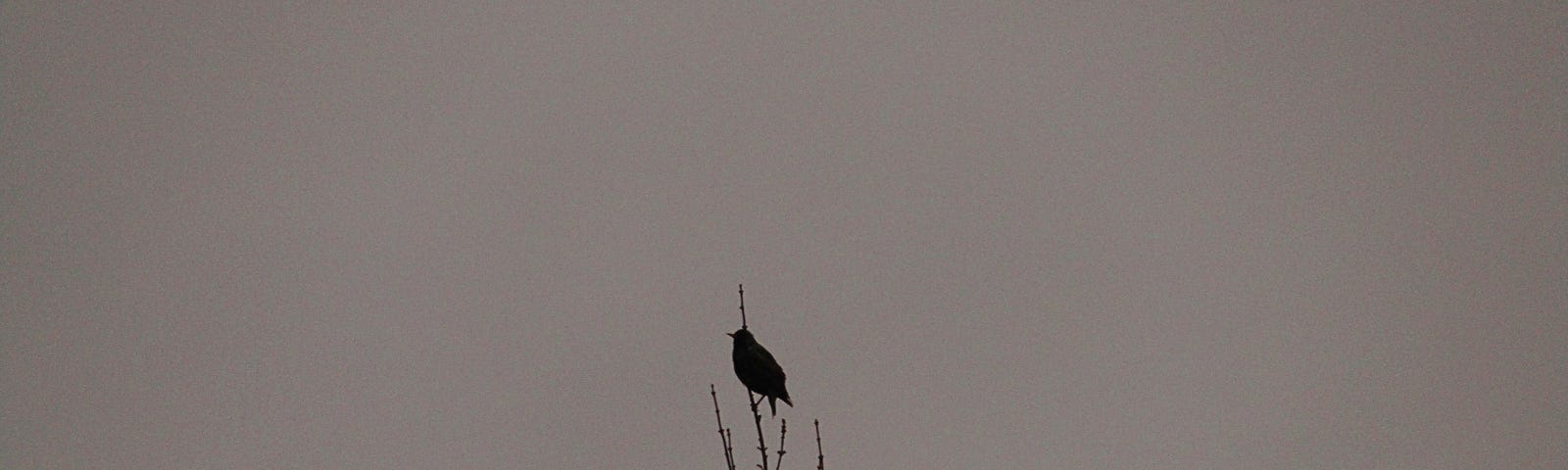 silhouette of a bird at the very top of a tree branch (also in silhouette). Black shapes, gray sky