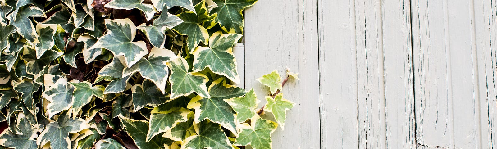 Green ivy leaves covering up half of a bleached white wall. Contrasts.