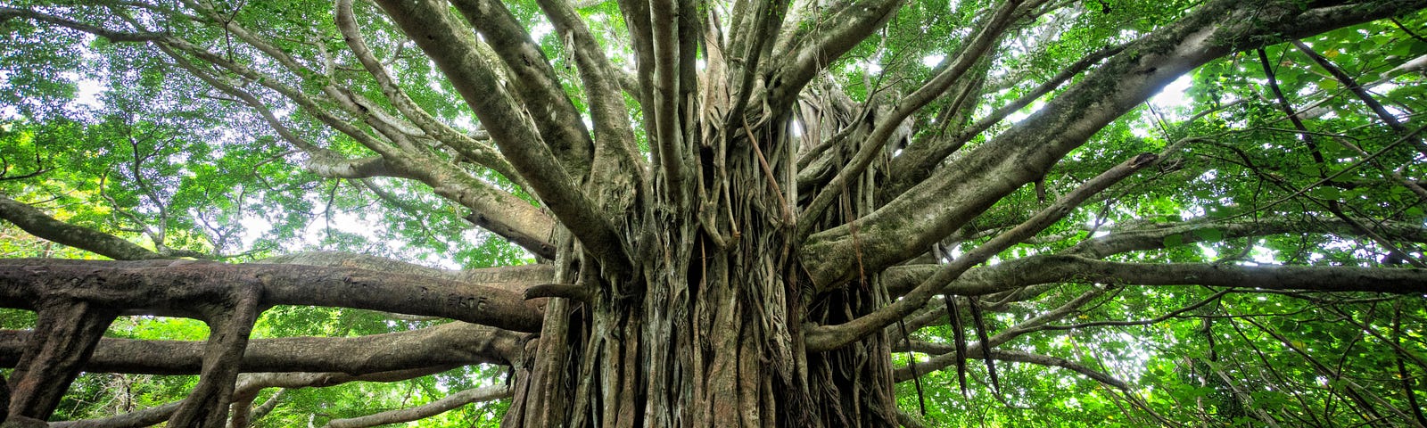 A photo of a tree with many branches.