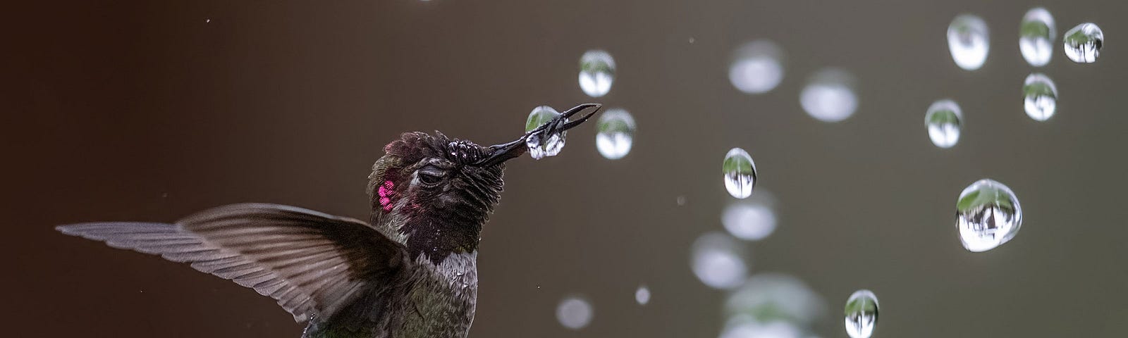 A hummingbird hovering in midair amongst falling water droplets, one of which it’s piercing with its beak.