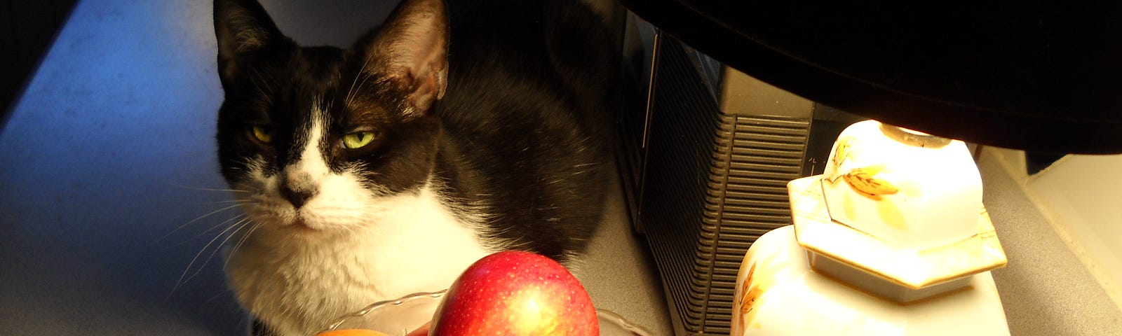 Author’s photo of Home Boy cat sitting on a table near a bowl of apples and a lamp