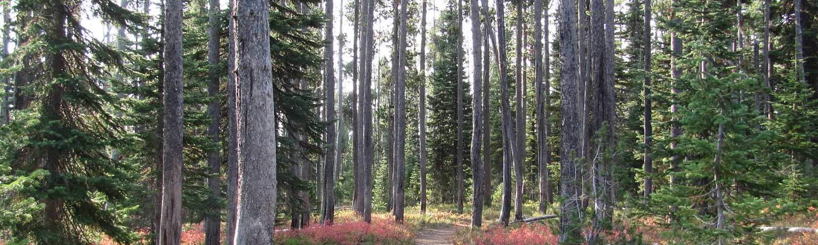 A hiking trail leads into a forest decorated with colorful fall foliage