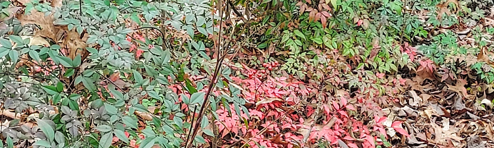 photo of Nandina with winter red berries and leaves, a shrub-like plant that grows like a bamboo