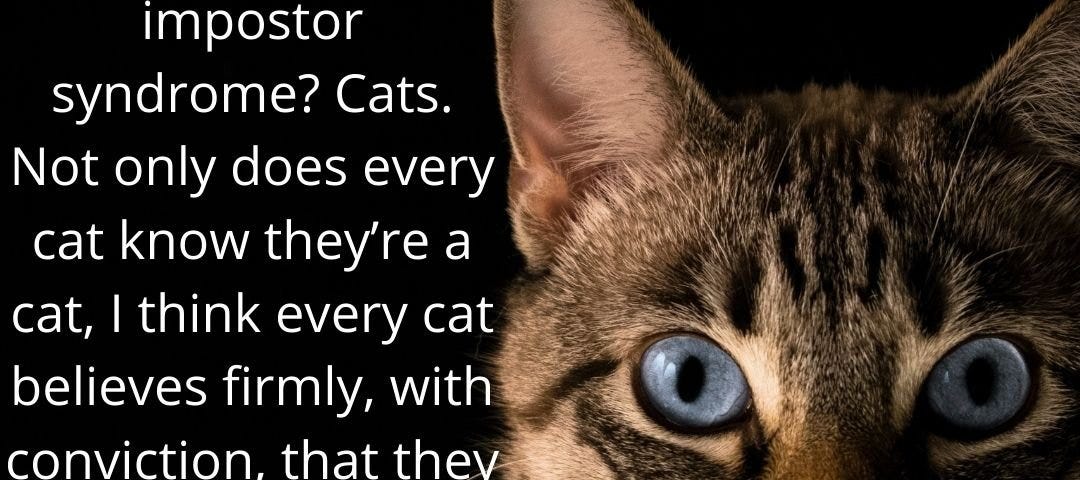 cats don’t get impostor syndrome