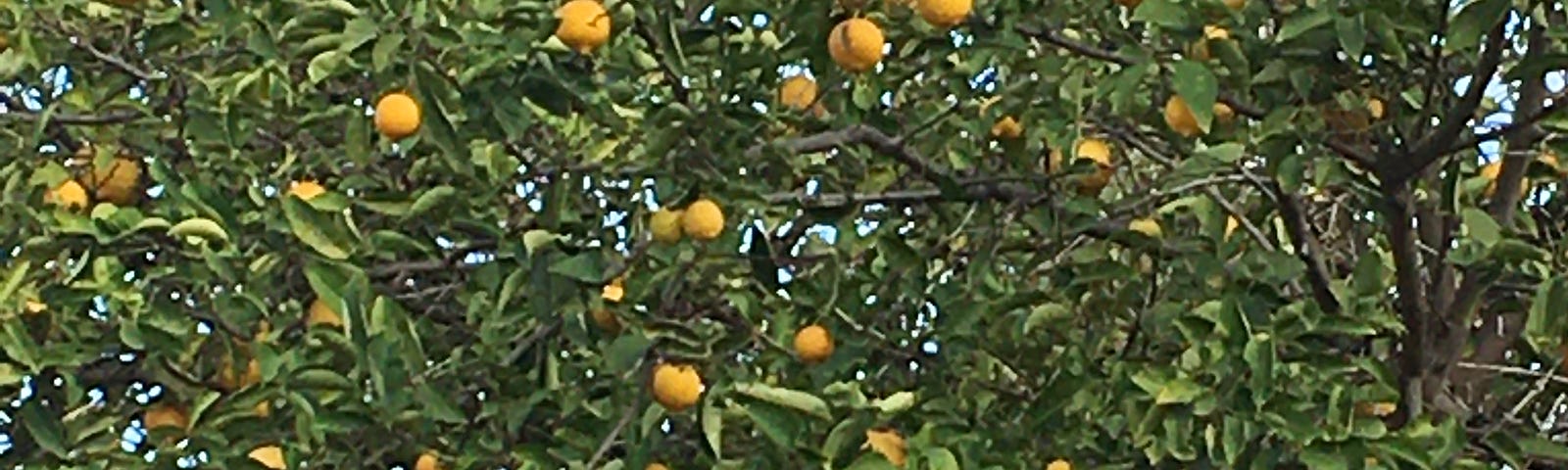 Photo, by author, of lemon tree full of lemons.