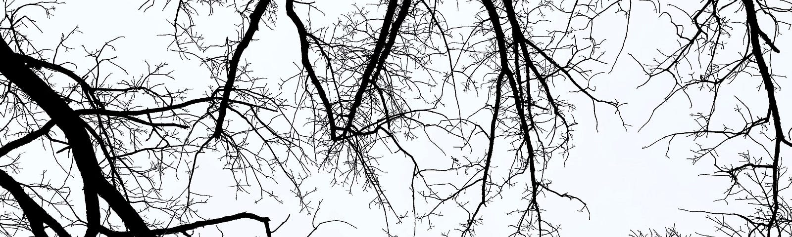 Bare oak branches in winter by Emily P.G. Erickson