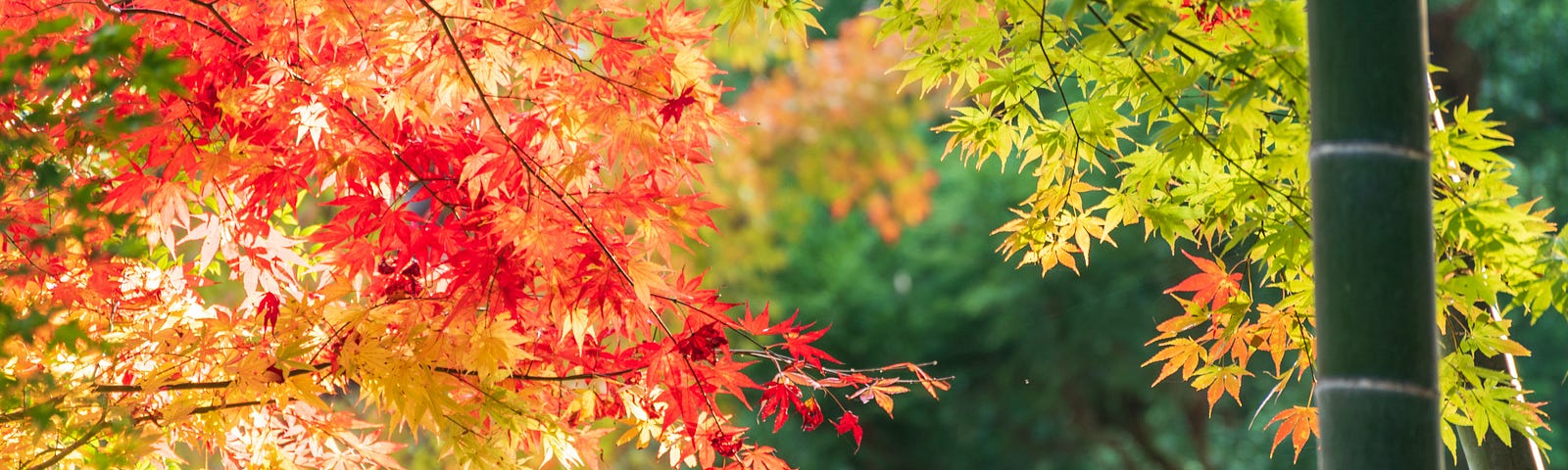 Sunlight reflects off a Japanese maple tree with vibrant red, orange, and green leaves.