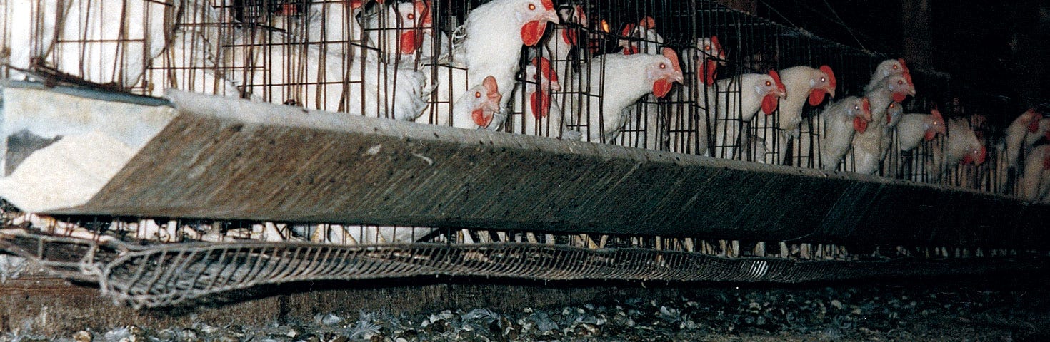 Chickens crammed into battery cages on a factory farm.