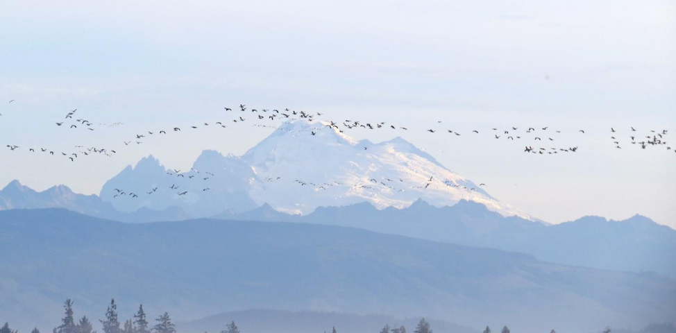 Photo of snow geese flying with Mt. Baker in the background