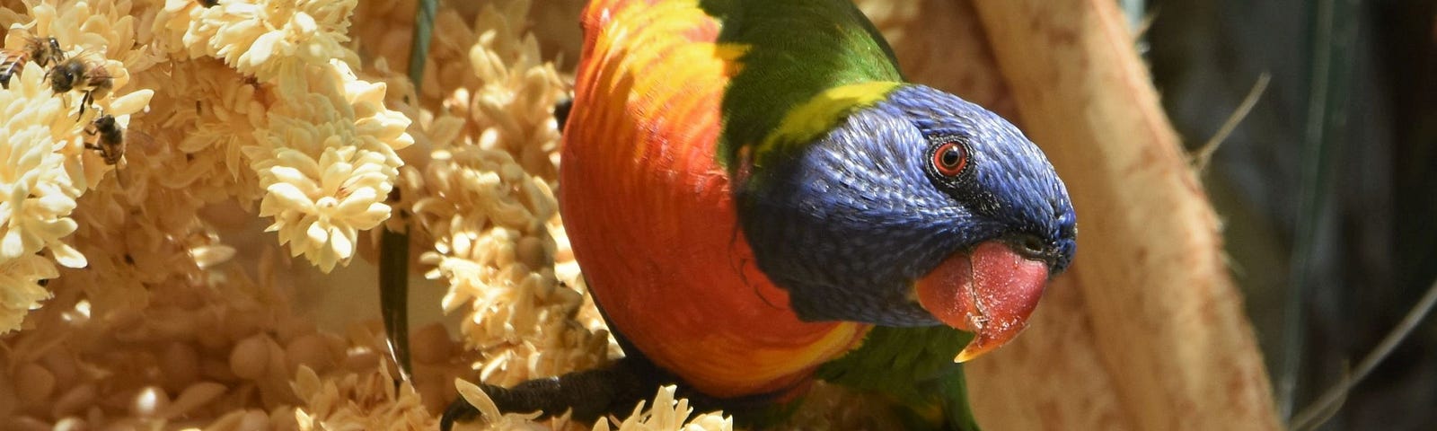 Rainbow Lorikeet with indigo head, red eye and beak, lime green collar, leaf green back and wings and orange and yellow breast, eyein the camera. The bird sits among profuse cream-coloured palm flowers.