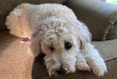 Image of cream colored Wheaton terrier dog lying on chair looking dolefully at camera