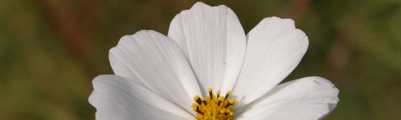 A close-up of a beatiful white flower on a darker background