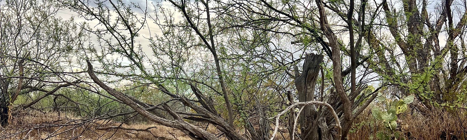 An old desert tree with its roots mostly exposed in the bank of a dry desert wash. The brown soil around it holds many small lighter colored rocks. Clouds and other vegetation shows behind.