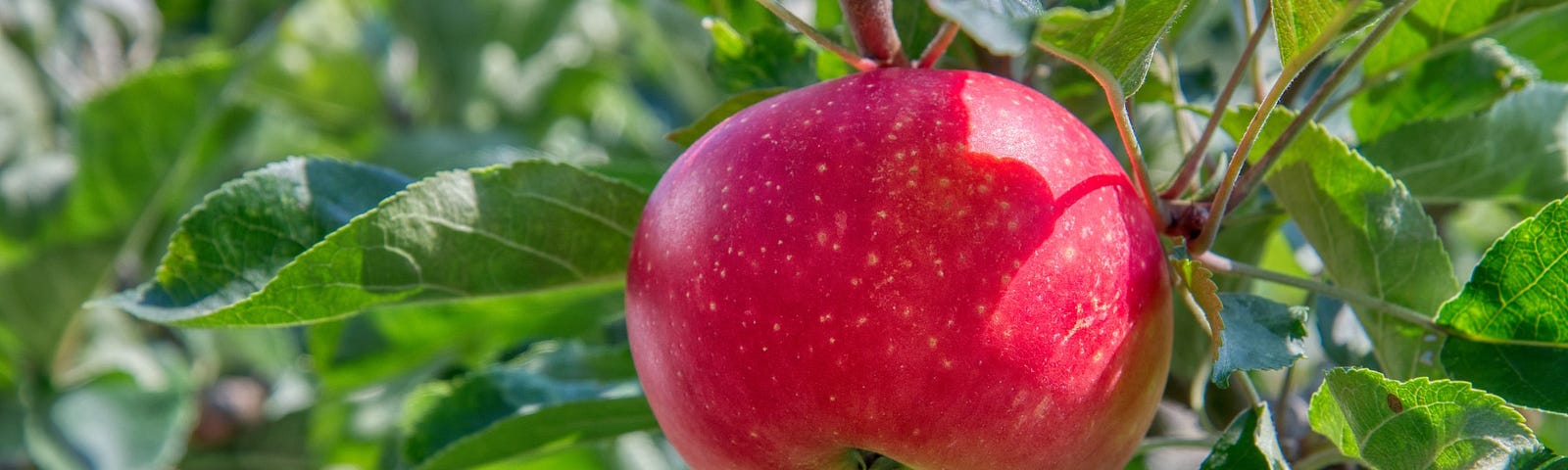 Image of a red apple on a branch on a tree with green leaves.