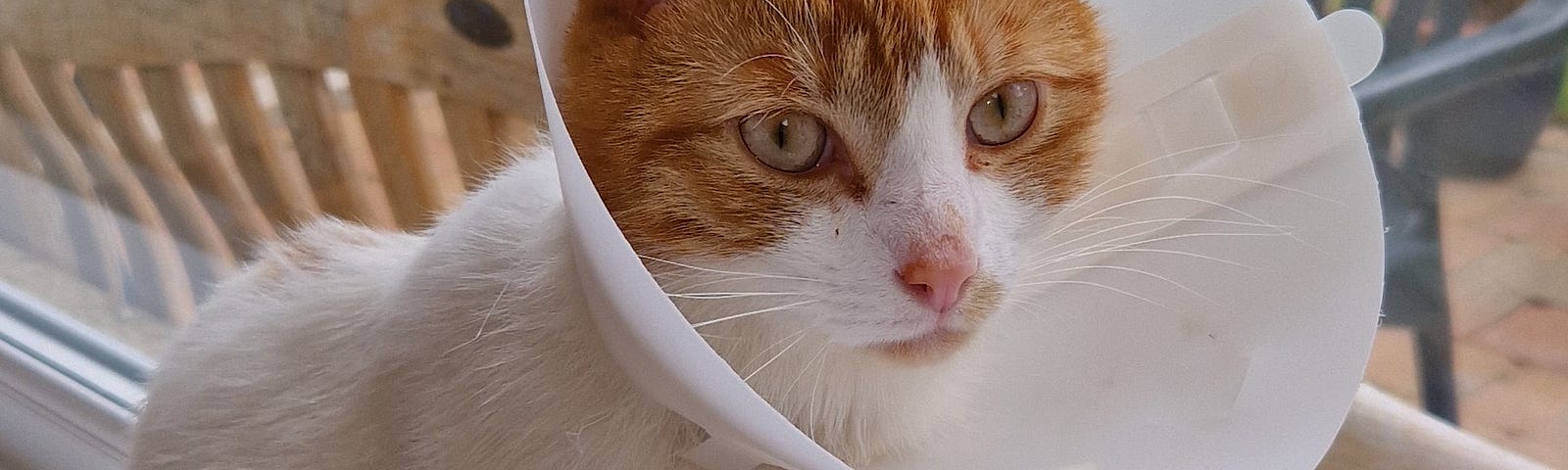 Coloured image showing a ginger and white cat with a plastic cone on its head. The cat is sitting in a window sill with a garden in the background.