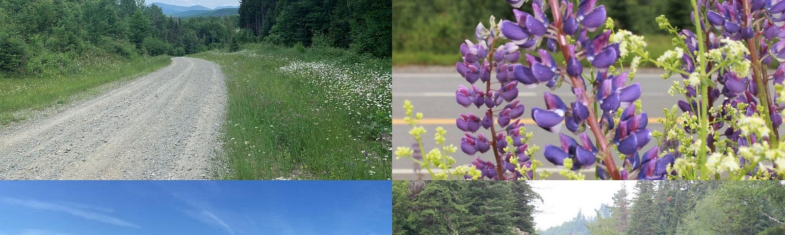 A four-photo collage: On the top left-hand corner, there is a dirt road surrounded by pine trees with a mountain in the background. On the bottom left-hand corner there is are large rocks on the coast with the ocean in the background. On the top right-hand corner, there is a large purple lupine with smaller purple and green lupines around it, and pine trees in the background. On the bottom right-hand corner, there is a river surrounded by pine trees.