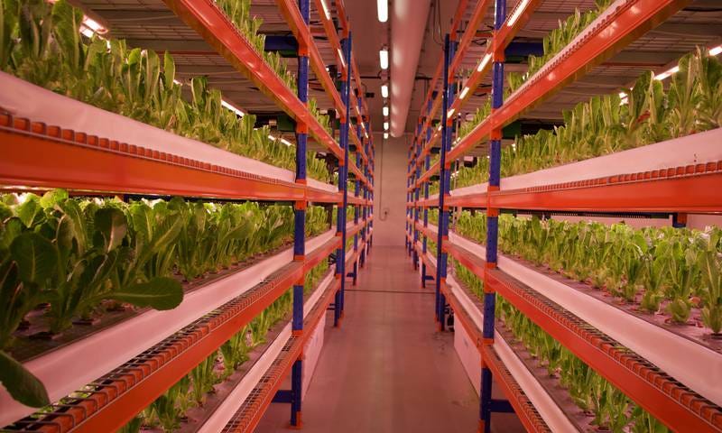 IMAGE: Greens on multi-tier growing racks in the World’s largest vertical farm in Dubai