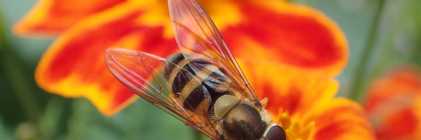 a bee look-alike fly on a red flower