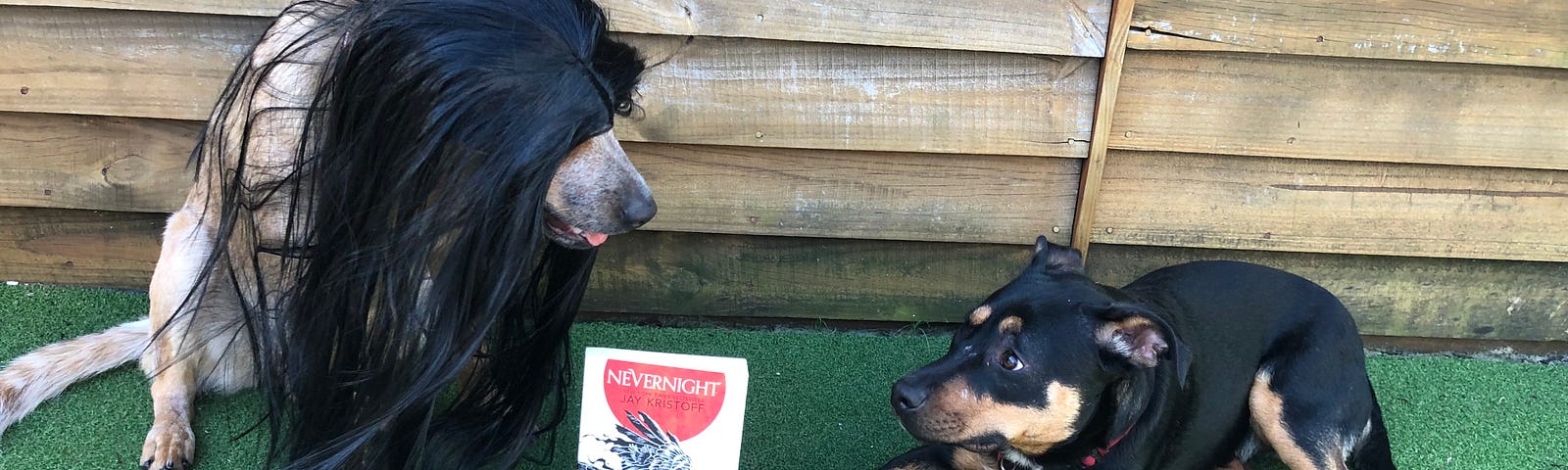A red dog wearing a black wig, copy of Nevernight, and a small black dog looking uncomfortable