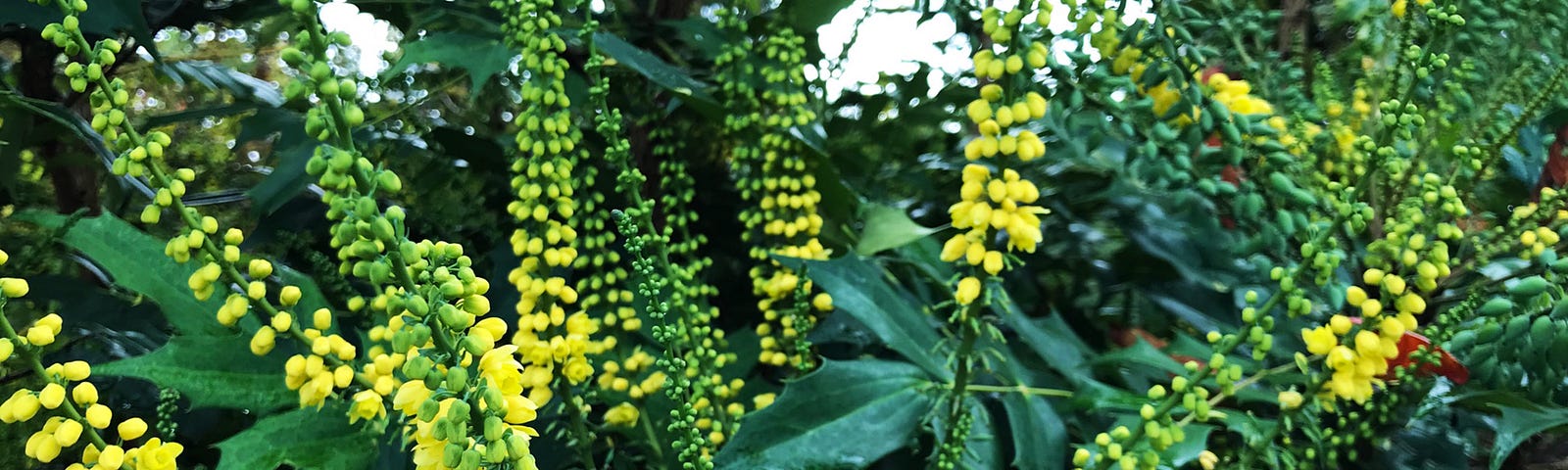 yellow-flowering shrub
