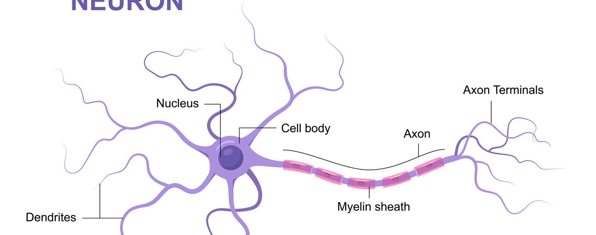 Illustration of a generic biological neuron.