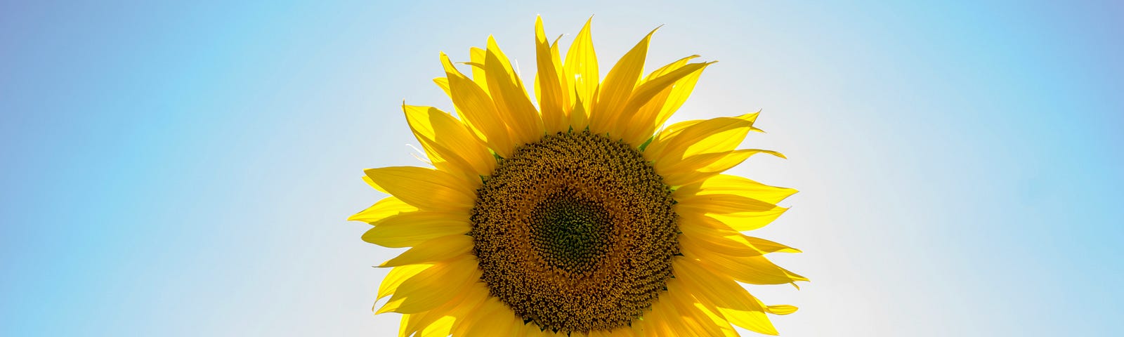 A sunflower, often used as a symbol of hidden disability