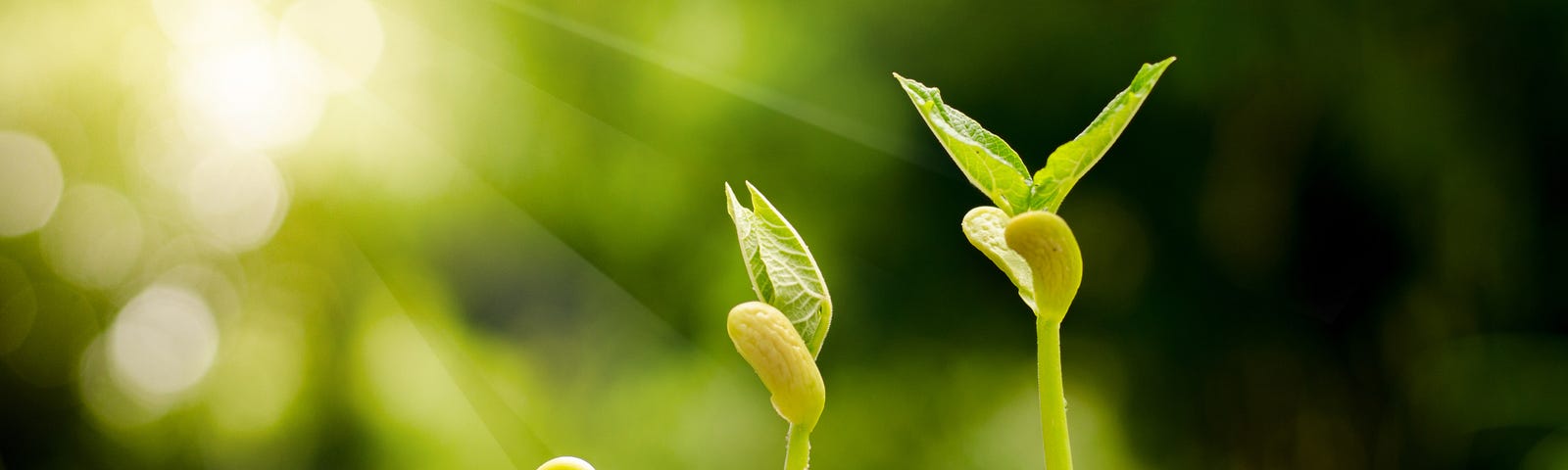 Germinating seed to sprout of nut in agriculture and plant grow sequence with sunlight and green background — Image