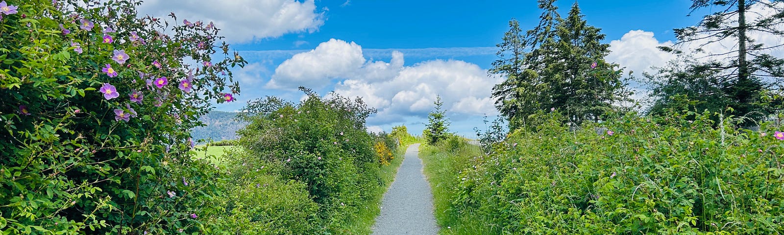 A path leads between two rows of shrubs. A blue sky with white clouds hovers above