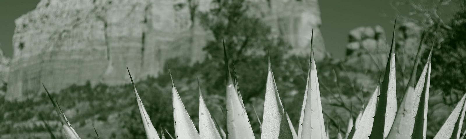 Spiky leaves of an agave in the foreground, in the background a sandstone butte in the desert