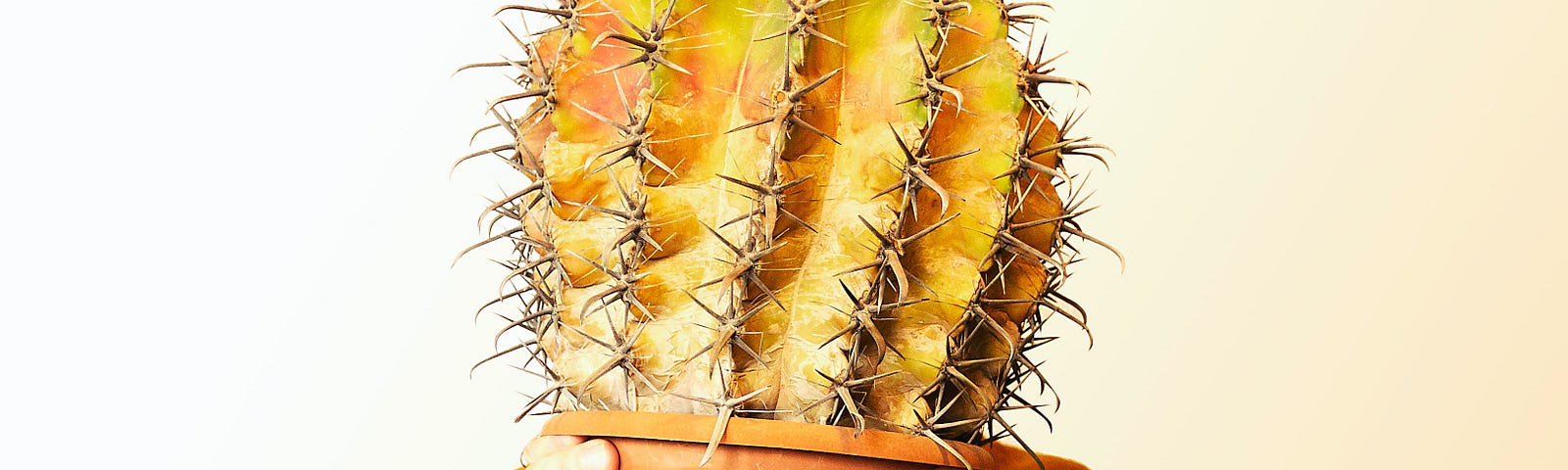 man holding a yellow cactus