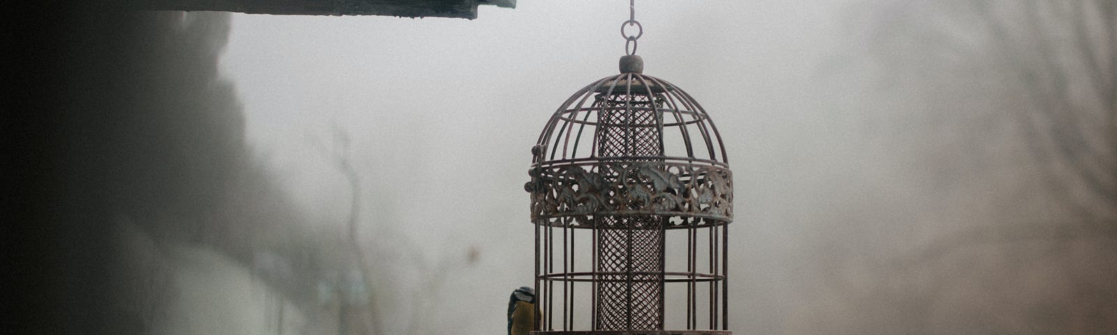 Bird cage hanging in mist with bird perched on outside.