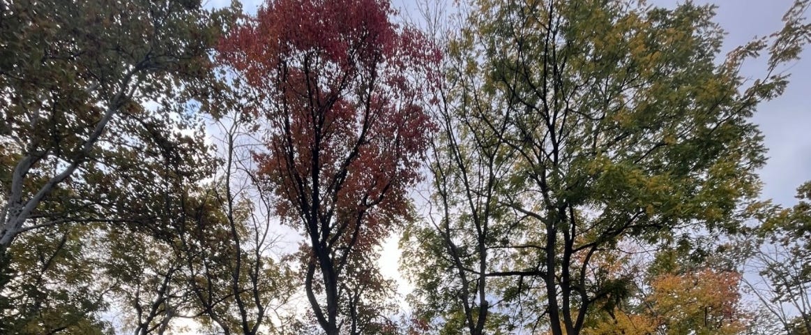 Tall red and yellow trees in autumn in Pennsylvania