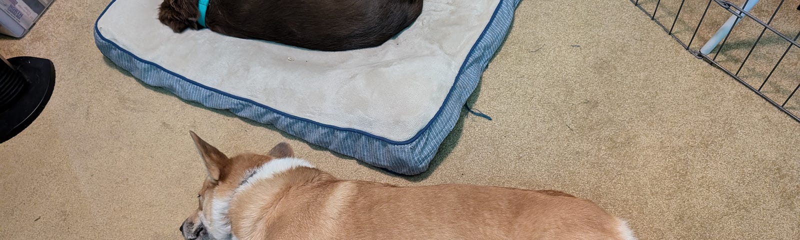 A Corgi and a mixed breed puppy asleep on the floor