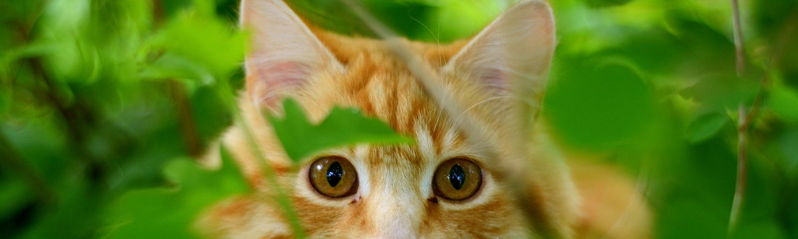 A cute orange cat stares out shyly from behind leaves.