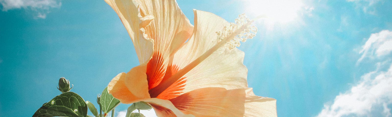 A flower grows under the sun