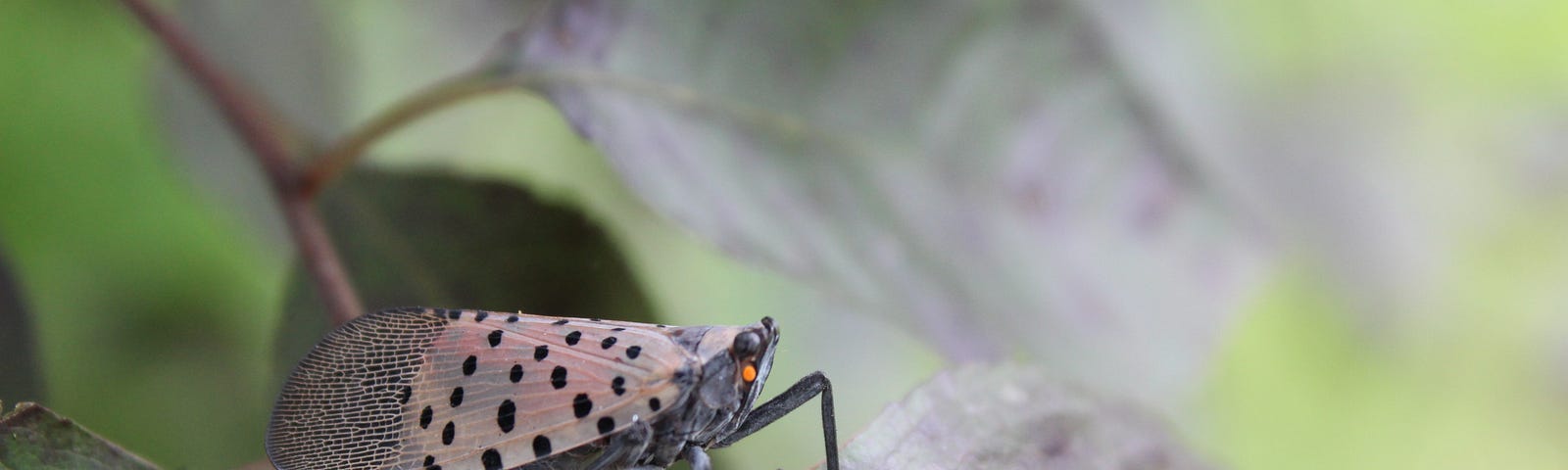 Adult spotted lanternfly, a black and gray insect, on a leaf. Photo by Magi Kern on Unsplash