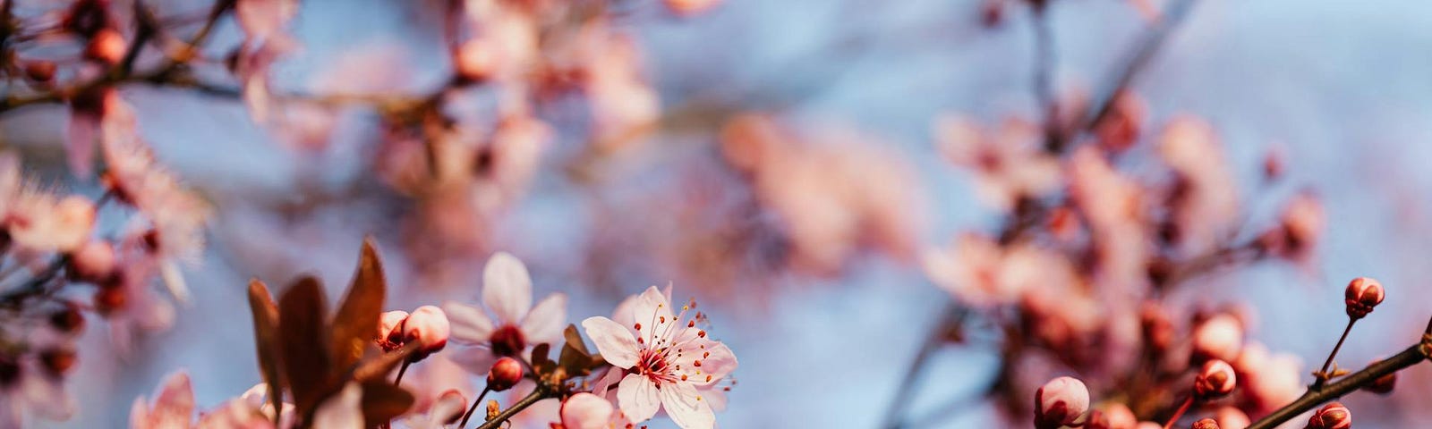 Delicate pink flowers of blooming tree.