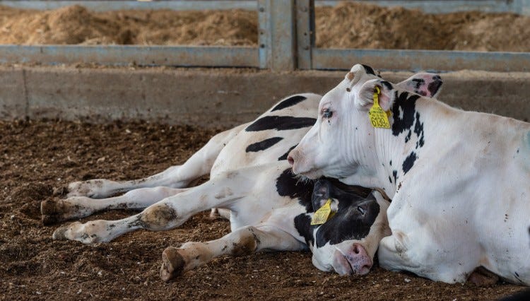 Two cows in a pen—one is lying on its side and the other is resting its head on it comfortingly.