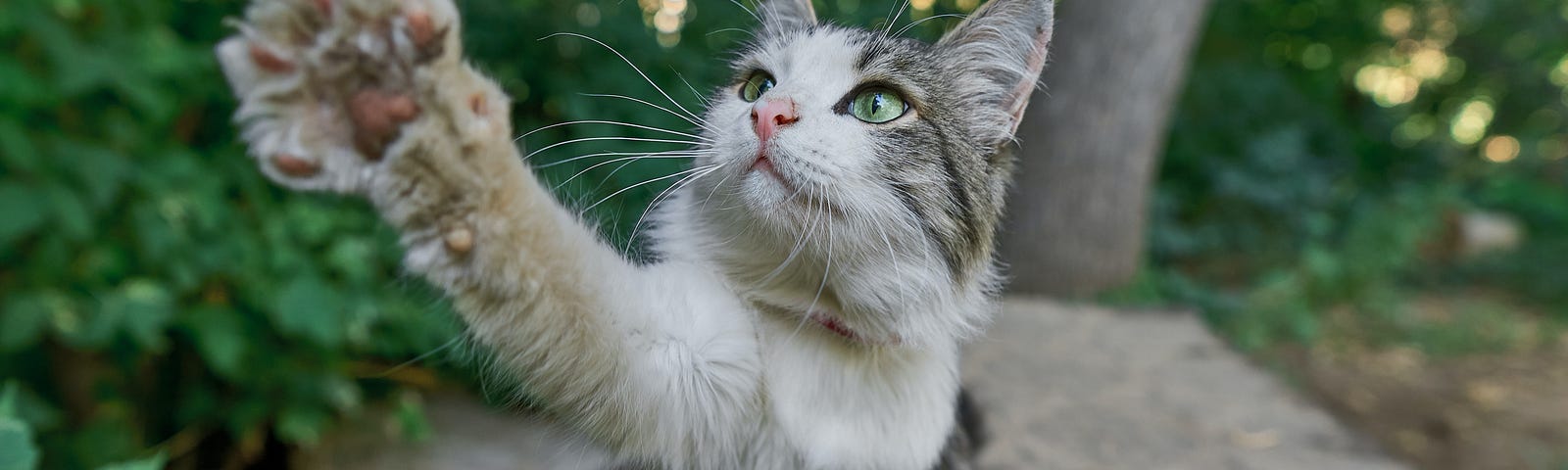 A tabby cat on a roof top with one front paw outstretched