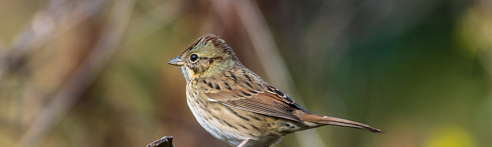 Lincoln’s Sparrow photographed in Rochester, Minnesota, USA.
