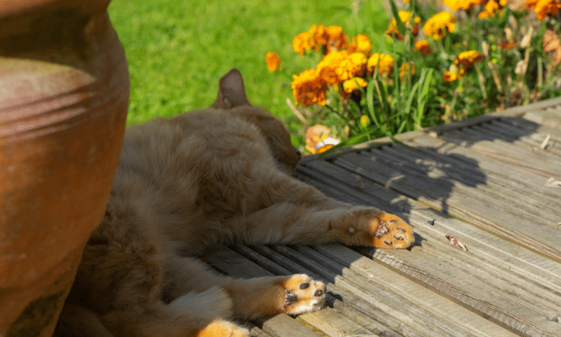 Tig my farm cat enjoying the sunshine © Sarah-Jane White — The Author