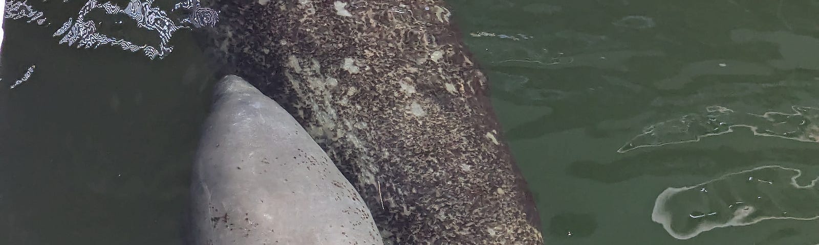 A mother manatee and a calf in the water.