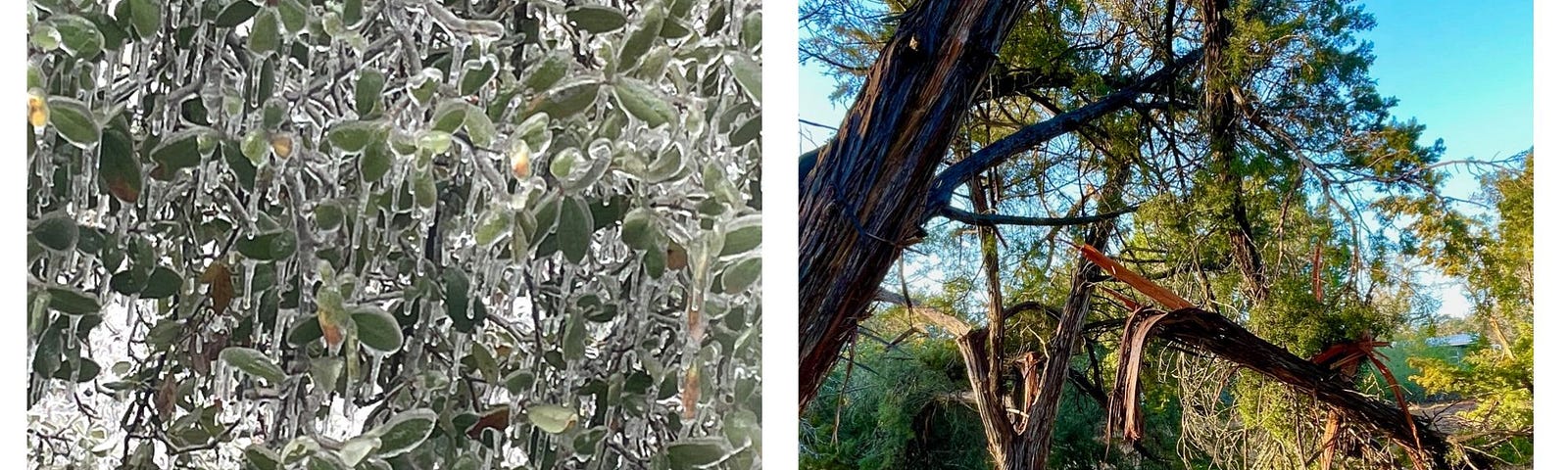 Frozen branches and fallen trees