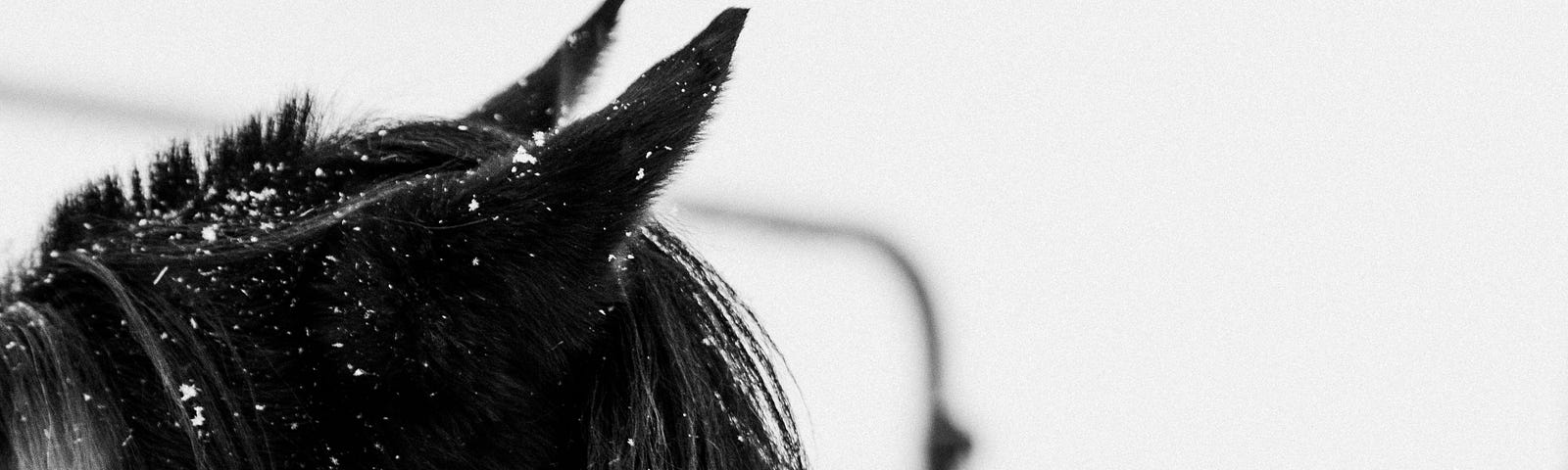 Black and white photo of a horse’s ears and face looking away, with a dusting of snow, Cara J. Jay, Medium