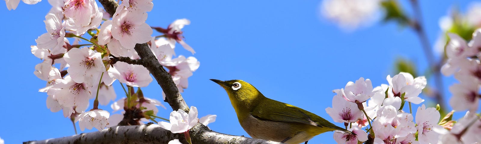 White eye bird with pale green body standing on branch among cherry blossoms.