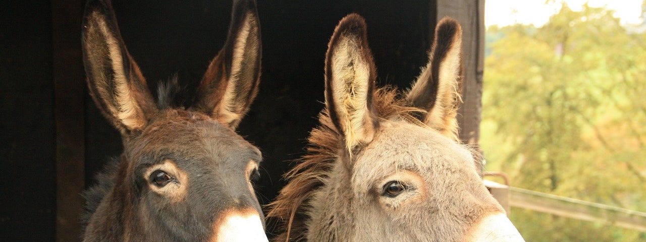 IMAGE: Two beautiful donkeys with their heads popping out of a stable
