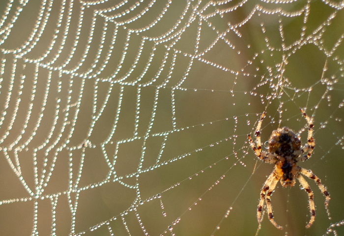 A spider sits in its orb web waiting to catch a meal