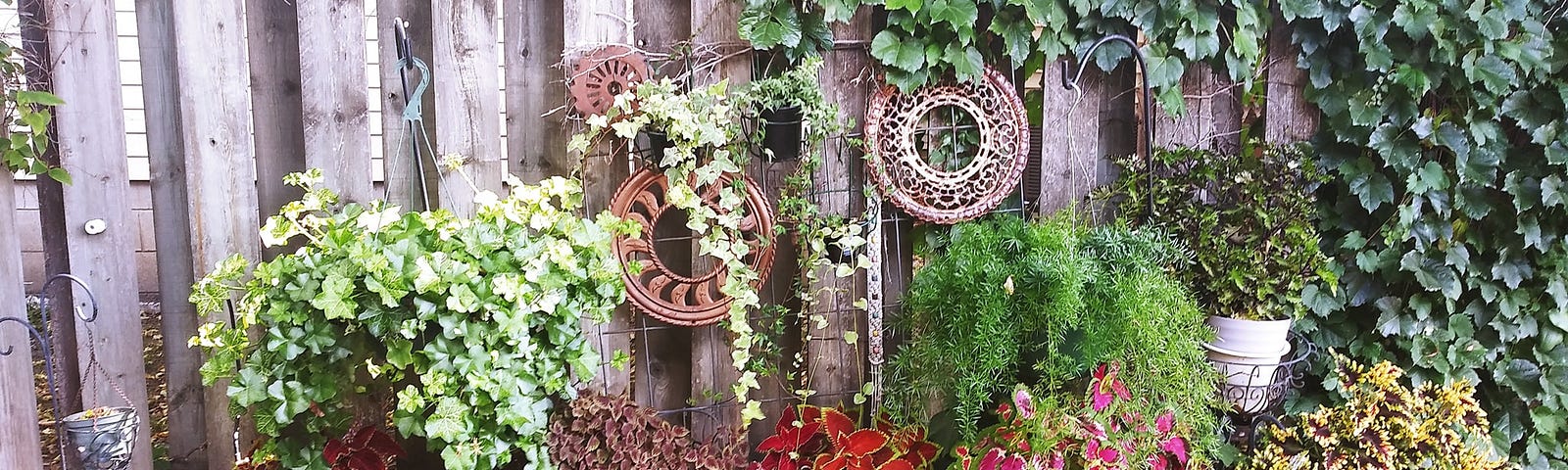 A grouping of plants looking pretty along a fence. Coleus adds red and yellow colors. Ivy and ferns drape adding texture.