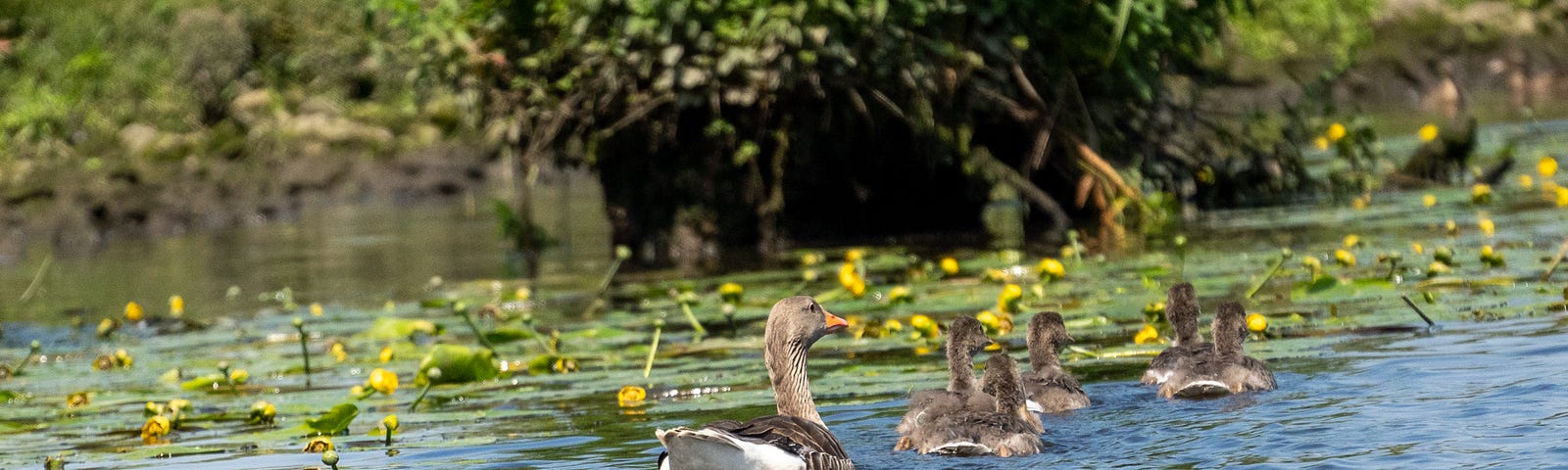 Mother Goose and Her Goslings ©2022 Sarah-Jane White. All Rights Reserved.